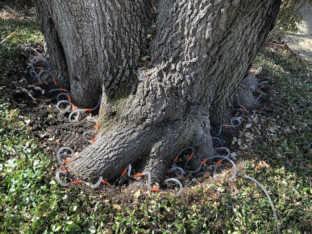 Detailed Tree Cabling and Bracing job site in Republican City
