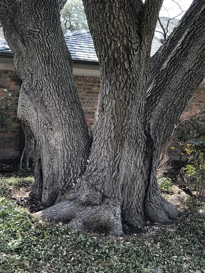 Mature heritage tree close to a Republican City property cared for by certified arborists